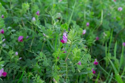 【ガーデニング】雑草を取る手間がラクになる！プロが実践するワザを伝授（サムネイル画像2）