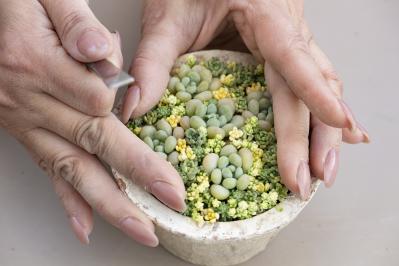 「おしゃれな色合いにキュンです」花に見立てた多肉植物の寄せ植えを作ってみよう（サムネイル画像14）
