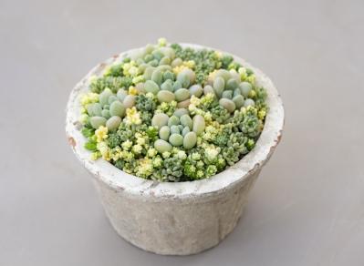 「おしゃれな色合いにキュンです」花に見立てた多肉植物の寄せ植えを作ってみよう（サムネイル画像17）