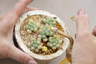 「おしゃれな色合いにキュンです」花に見立てた多肉植物の寄せ植えを作ってみよう（サムネイル画像12）