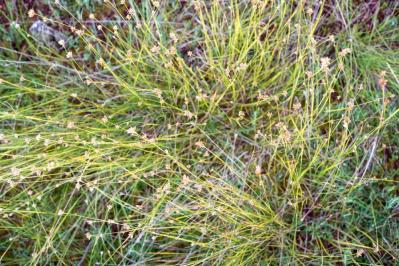 【ガーデニング】雑草を取る手間がラクになる！プロが実践するワザを伝授（サムネイル画像3）