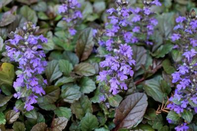 【ガーデニング】雑草を取る手間がラクになる！プロが実践するワザを伝授（サムネイル画像7）