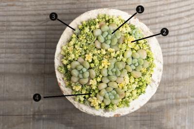 「おしゃれな色合いにキュンです」花に見立てた多肉植物の寄せ植えを作ってみよう（サムネイル画像4）