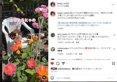 【25歳・奇跡の長寿猫】が波乱万丈の人生を変えてくれた。その物語とは？（サムネイル画像4）