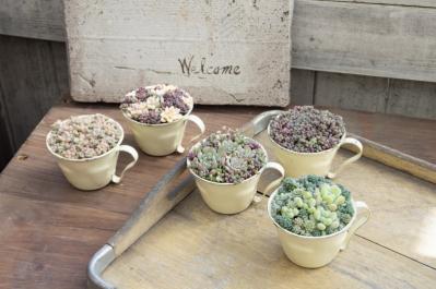 「おしゃれな色合いにキュンです」花に見立てた多肉植物の寄せ植えを作ってみよう（サムネイル画像2）