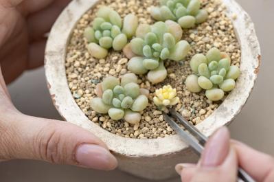 「おしゃれな色合いにキュンです」花に見立てた多肉植物の寄せ植えを作ってみよう（サムネイル画像11）
