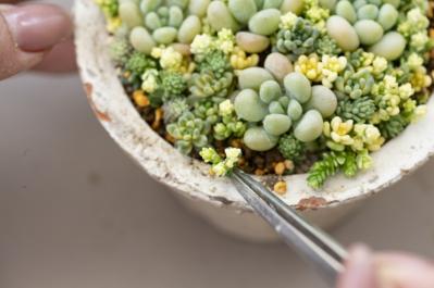 「おしゃれな色合いにキュンです」花に見立てた多肉植物の寄せ植えを作ってみよう（サムネイル画像16）