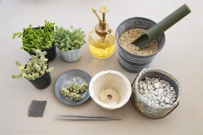 「おしゃれな色合いにキュンです」花に見立てた多肉植物の寄せ植えを作ってみよう（サムネイル画像5）