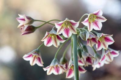 【ガーデニング】キュートでポップ！「アリウム」の仲間たち17選（サムネイル画像18）