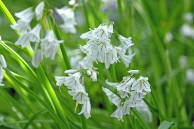 【ガーデニング】キュートでポップ！「アリウム」の仲間たち17選（サムネイル画像17）