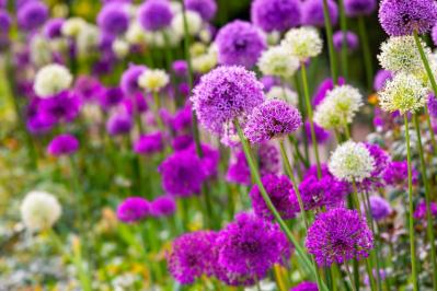 【ガーデニング】キュートでポップ！「アリウム」の仲間たち17選（サムネイル画像21）