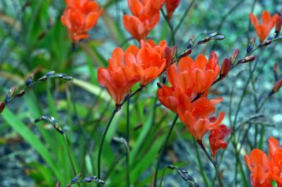 6月5日の花とは？【366日の誕生花と幸せの花言葉】（サムネイル画像）