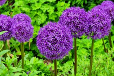 【ガーデニング】キュートでポップ！「アリウム」の仲間たち17選（サムネイル画像3）
