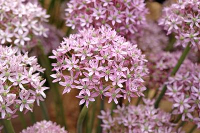 【ガーデニング】キュートでポップ！「アリウム」の仲間たち17選（サムネイル画像12）