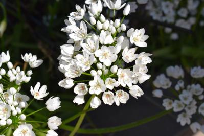 【ガーデニング】キュートでポップ！「アリウム」の仲間たち17選（サムネイル画像13）