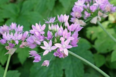 【ガーデニング】キュートでポップ！「アリウム」の仲間たち17選（サムネイル画像15）