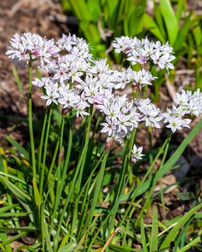 【ガーデニング】キュートでポップ！「アリウム」の仲間たち17選（サムネイル画像14）