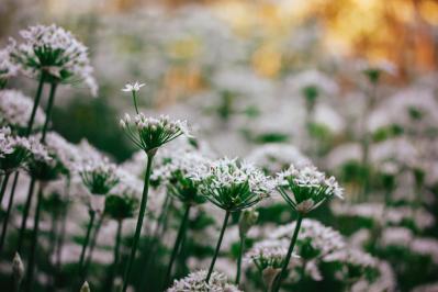 【ガーデニング】キュートでポップ！「アリウム」の仲間たち17選（サムネイル画像19）