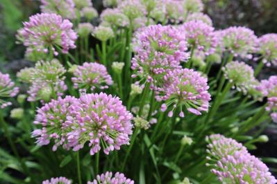 【ガーデニング】キュートでポップ！「アリウム」の仲間たち17選（サムネイル画像16）
