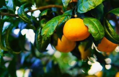 夏みかん（サムネイル画像）