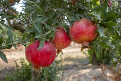 ザクロ（サムネイル画像）