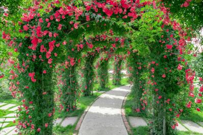 【ガーデニング】遅咲きが魅力のバラ「ランブラーローズ」と、 6月以降もOKのバラ園5選（サムネイル画像2）