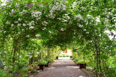 【ガーデニング】遅咲きが魅力のバラ「ランブラーローズ」と、 6月以降もOKのバラ園5選（サムネイル画像5）