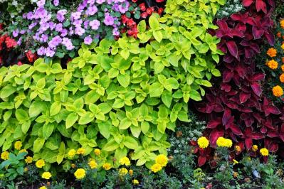 【ガーデニング】梅雨入り前後にやっておきたい庭仕事。猛暑に備えてできること（サムネイル画像7）