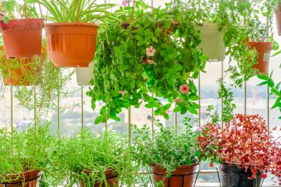 【ガーデニング】梅雨入り前後にやっておきたい庭仕事。猛暑に備えてできること（サムネイル画像11）