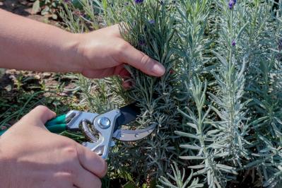 【ガーデニング】梅雨入り前後にやっておきたい庭仕事。猛暑に備えてできること（サムネイル画像10）