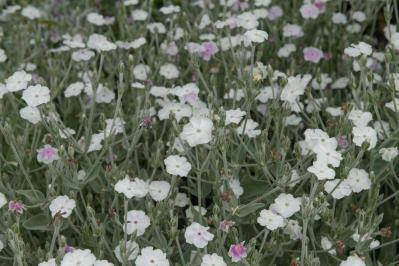 【初夏のガーデニング】憧れのホワイトガーデン。白い花10選で梅雨時期をさわやかに過ごす（サムネイル画像9）