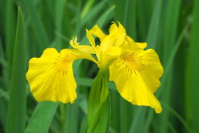 【ガーデニング】梅雨時を彩るアイリスの仲間たち［8選］雨に似合う多年草も（サムネイル画像9）