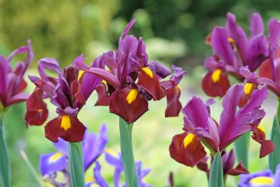 【ガーデニング】梅雨時を彩るアイリスの仲間たち［8選］雨に似合う多年草も（サムネイル画像11）