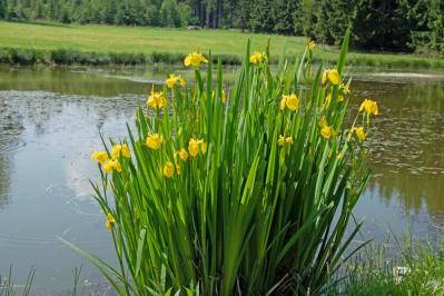 【ガーデニング】梅雨時を彩るアイリスの仲間たち［8選］雨に似合う多年草も（サムネイル画像10）