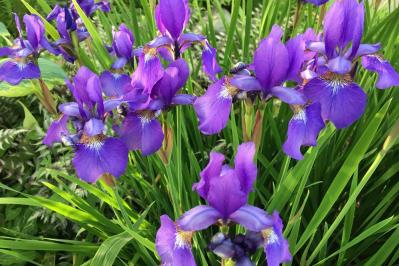 【ガーデニング】梅雨時を彩るアイリスの仲間たち［8選］雨に似合う多年草も（サムネイル画像3）