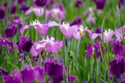 【ガーデニング】梅雨時を彩るアイリスの仲間たち［8選］雨に似合う多年草も（サムネイル画像5）