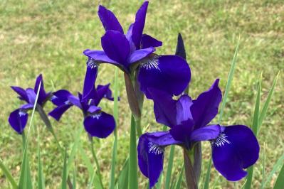 【ガーデニング】梅雨時を彩るアイリスの仲間たち［8選］雨に似合う多年草も（サムネイル画像2）