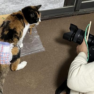 【追悼・25歳のみけちゃん】人間なら116歳の奇跡の猫逝く・編集担当が語る取材秘話（サムネイル画像2）