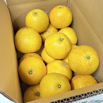 愛媛の旬のおいしいもの2選とは？大岩農園のナダオレンジと木嶋水産のしらす　（サムネイル画像2）