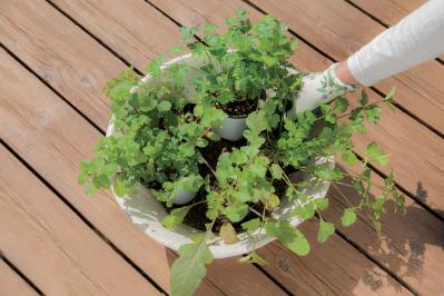 【寄せ植えガーデニング】育てやすく、初心者でもOK！ サラダ用ハーブのコンテナ（サムネイル画像12）