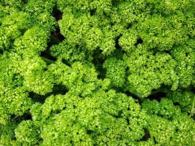 【寄せ植えガーデニング】育てやすく、初心者でもOK！ サラダ用ハーブのコンテナ（サムネイル画像22）