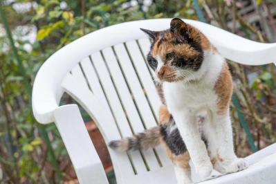 【25歳・奇跡の長寿猫】が波乱万丈の人生を変えてくれた。その物語とは？