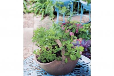 【寄せ植えガーデニング】育てやすく、初心者でもOK！ サラダ用ハーブのコンテナ（サムネイル画像）