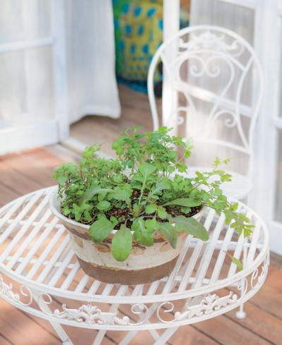 【寄せ植えガーデニング】育てやすく、初心者でもOK！ サラダ用ハーブのコンテナ（サムネイル画像2）