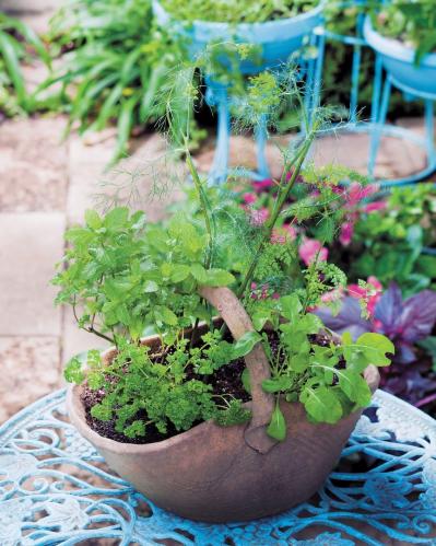 【寄せ植えガーデニング】育てやすく、初心者でもOK！ サラダ用ハーブのコンテナ（サムネイル画像18）