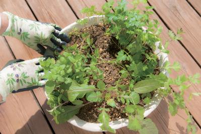 【寄せ植えガーデニング】育てやすく、初心者でもOK！ サラダ用ハーブのコンテナ（サムネイル画像16）