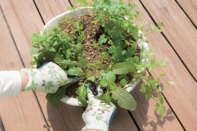 【寄せ植えガーデニング】育てやすく、初心者でもOK！ サラダ用ハーブのコンテナ（サムネイル画像15）