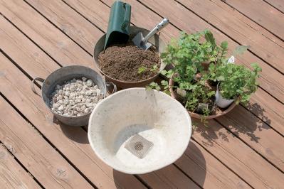 【寄せ植えガーデニング】育てやすく、初心者でもOK！ サラダ用ハーブのコンテナ（サムネイル画像9）