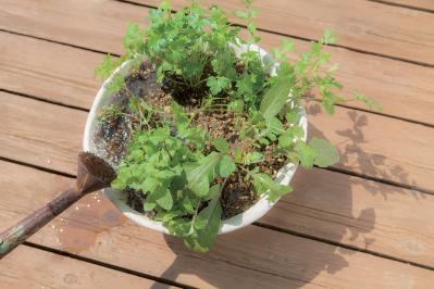 【寄せ植えガーデニング】育てやすく、初心者でもOK！ サラダ用ハーブのコンテナ（サムネイル画像17）