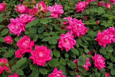 【ガーデニング】 ローメンテナンスで楽しむバラ5選。時代は無農薬!?（サムネイル画像3）